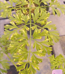 uploads/images/disease/Bacterial leaf blight  of  carrot.jpg